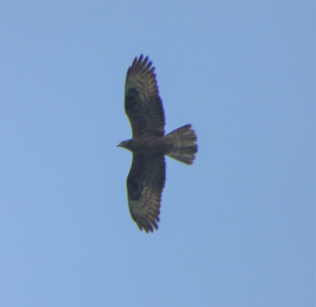 Falco Pecchiaiolo F con 6 dita.